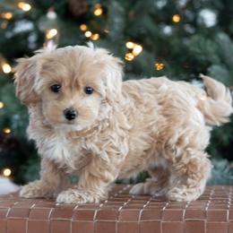 Maltipoo, Shichon, and Shihpoo Puppies from Timbercreek Puppies