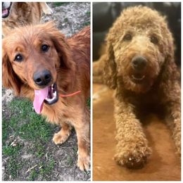 Goldendoodle puppies from The Bruce Farm