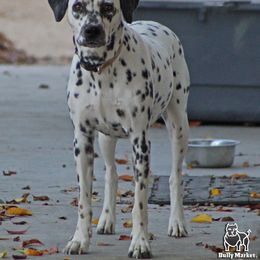 Zelda - Dalmatian