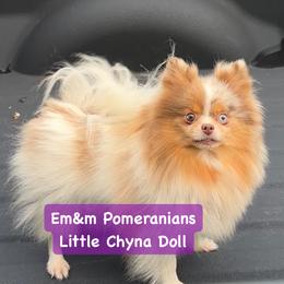 Chyna - Pomeranian