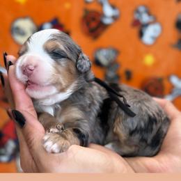 Snoopy - Tri-color male Bernedoodle puppy in Yuciapa, California from AlltheDoodlez_