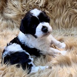 Girl 3 - Liver female Miniature Schnauzer puppy in Silsbee, Texas from My Little Schnauzer Pals