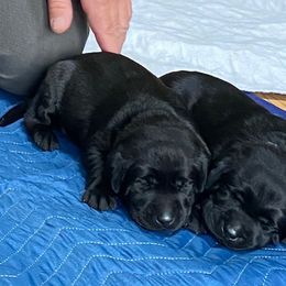 Labrador Retriever Puppies from Cary’s Buck Creek Retrievers
