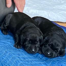Labrador Retriever Puppies from Cary’s Buck Creek Retrievers