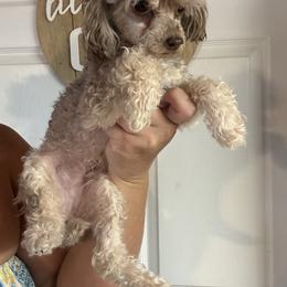 Truffle - Phantom female Poodle puppy in Fredericktown, Missouri from Doodle Pups Fur-Ever
