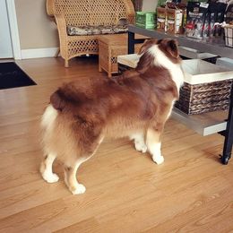 Australian Shepherd Puppies from Grand Ridge Australian Shepherds