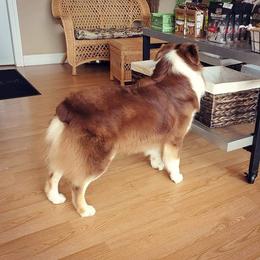 Australian Shepherd Puppies from Grand Ridge Australian Shepherds