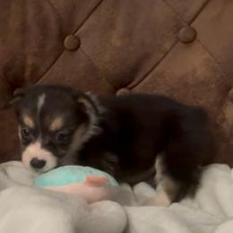 AKC Blue - Black and tan female Pembroke Welsh Corgi puppy in Summerfield, Florida from Promise Land Farm