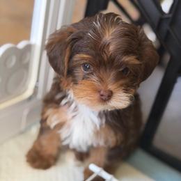 Teddy - Chocolate, tan and white male Yorkshire Terrier puppy in Palmdale, California from Pucci Pawfect