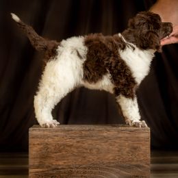 Poodle Puppies from Setting the Standard Poodles