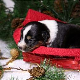 Atlas - Black tri male Miniature American Shepherd puppy in Kalama, Washington from Lone Pine Miniature American Shepherds