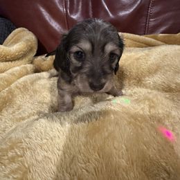 Little Lucy - Cream female Dachshund puppy in Kempner, Texas from House of Dachshunds Texas