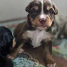 Dark blue boy - Red tri-color male Australian Shepherd puppy in Rainsville, Alabama from Chaparro Farm
