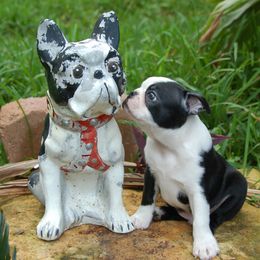 Boston Terrier Puppies from Oui Bostons