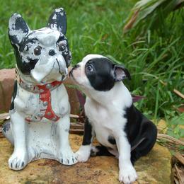 Boston Terrier Puppies from Oui Bostons