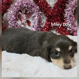 Miley boy - Chocolate and cream male Dachshund puppy in Ashford, Alabama from Precious Little Lap Babies