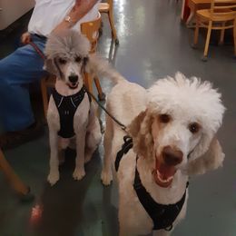 Poodle All Grown Up from Standard Poodles of Eason Farm