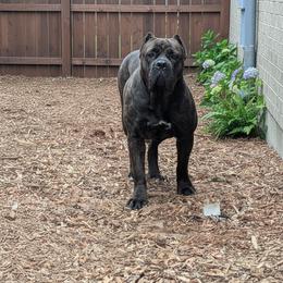 Zena - Cane Corso