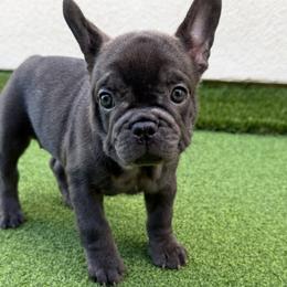 French Bulldogs from FrenchieOnTheGreen
