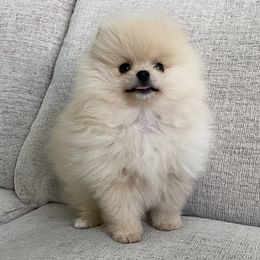Sunny - Cream male Pomeranian puppy in Citrus Heights, California from Yev and Marina's Pomeranians (AKC)