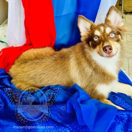 Stella's Chocolate Blossom - Chocolate female Pomsky puppy in Greeley, Colorado from Monarch Pomskies | Northern Colorado