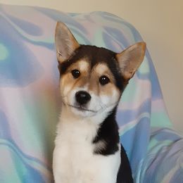 Shiba Inu from Brigitte's Pups
