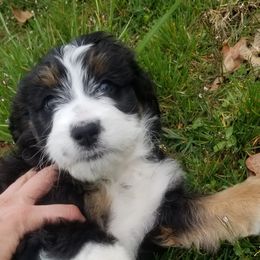 Bernedoodle Puppies from Flat Creek Bernedoodles