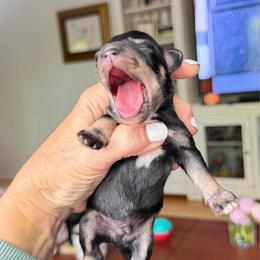 Merlot Black n Silver - Black and silver male Miniature Schnauzer puppy in Temple, Texas from Schnauzers Of Taylor