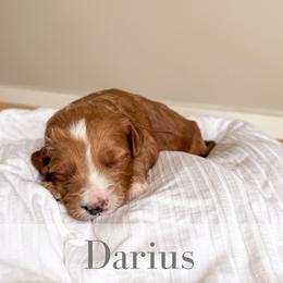Darius - Red  male Goldendoodle puppy in Melba, Idaho from KZ Doodles
