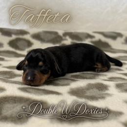 TAFFETA Half Russian Wire PET ONLY - Black and tan female Dachshund puppy in Alto, Texas from Double W Doxies