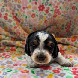 Boy 3 - Piebald male Dachshund puppy in Andalusia, Alabama from Sweet Home Alabama Dachshunds