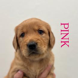 Pink - Dark golden female Golden Retriever puppy in Windsor, California from Copper Tail Golden Retrievers