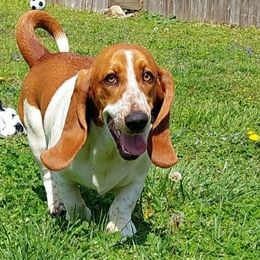 Basset Hounds from JAK Basset