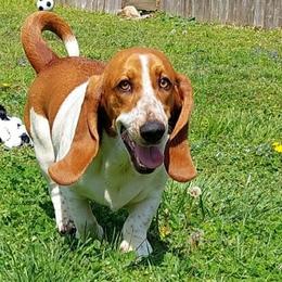 Basset Hounds from JAK Basset