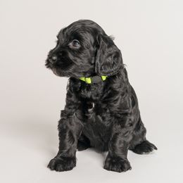 Yellow Girl - Australian Labradoodle puppy in Darien, Connecticut from Nutmeg by the Sea Australian Labradoodles