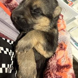 1st Pick Male - Black and red male German Shepherd puppy in Blackfoot, Idaho from Sand Hill Shepherds & Setters