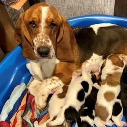 Lily - Basset Hound
