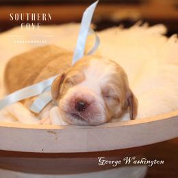 George Washington - Apricot male Australian Labradoodle puppy in Winter Haven, Florida from Southern Cove Labradoodles