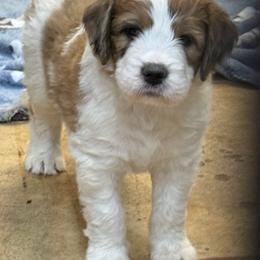 Maggie - Orange and white female Saint Berdoodle puppy in San Antonio, Texas from Mammoth Doodles