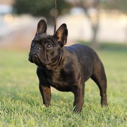 French Bulldogs from HDH French Bulldogs