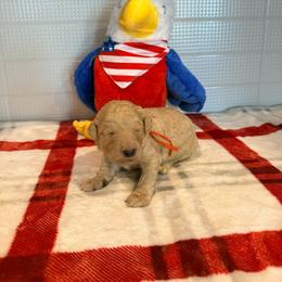 Germany - Apricot male Goldendoodle puppy in Houston, Texas from Were The Mack'Doodles