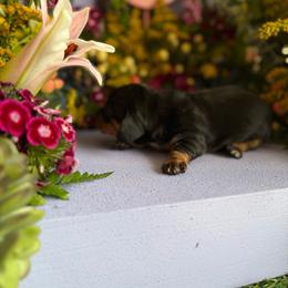 Black and tan male short hair - Black and tan male Dachshund puppy in Wills Point, Texas from East Mini Dachshunds Texas