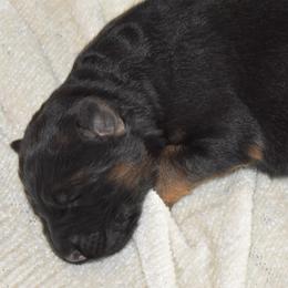 Jameson - Black and red male German Shepherd puppy in Lexington, Virginia from Stahlhaus ( Previously Buffelbach Farmstead Shepherds)