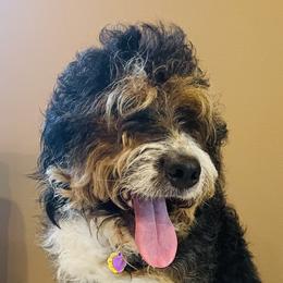 Ray - Bernedoodle