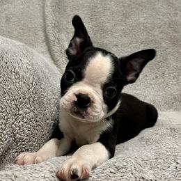 Boston Terrier Puppies from RottNBostons