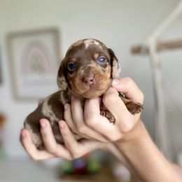 Pickles - Dapple Dachshund puppy in Fitzgerald, Georgia from Brooke Haven Dachshunds