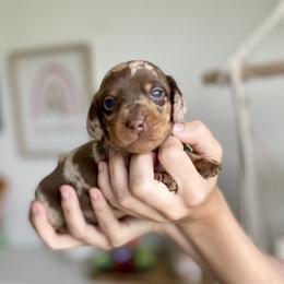 Pickles - Dapple Dachshund puppy in Fitzgerald, Georgia from Brooke Haven Dachshunds