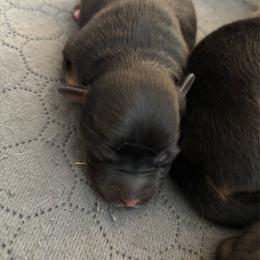 Tango - Black tri female Miniature Australian Shepherd puppy in Ewing, Kentucky from Bright Hope Aussies