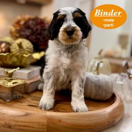 Binder - Black and white male Bernedoodle puppy in Jackson, Mississippi from T.M. Poodles & Doodles