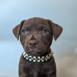 Sauber - female Patterdale Terrier puppy in Yucaipa, California from Moormont Kennels